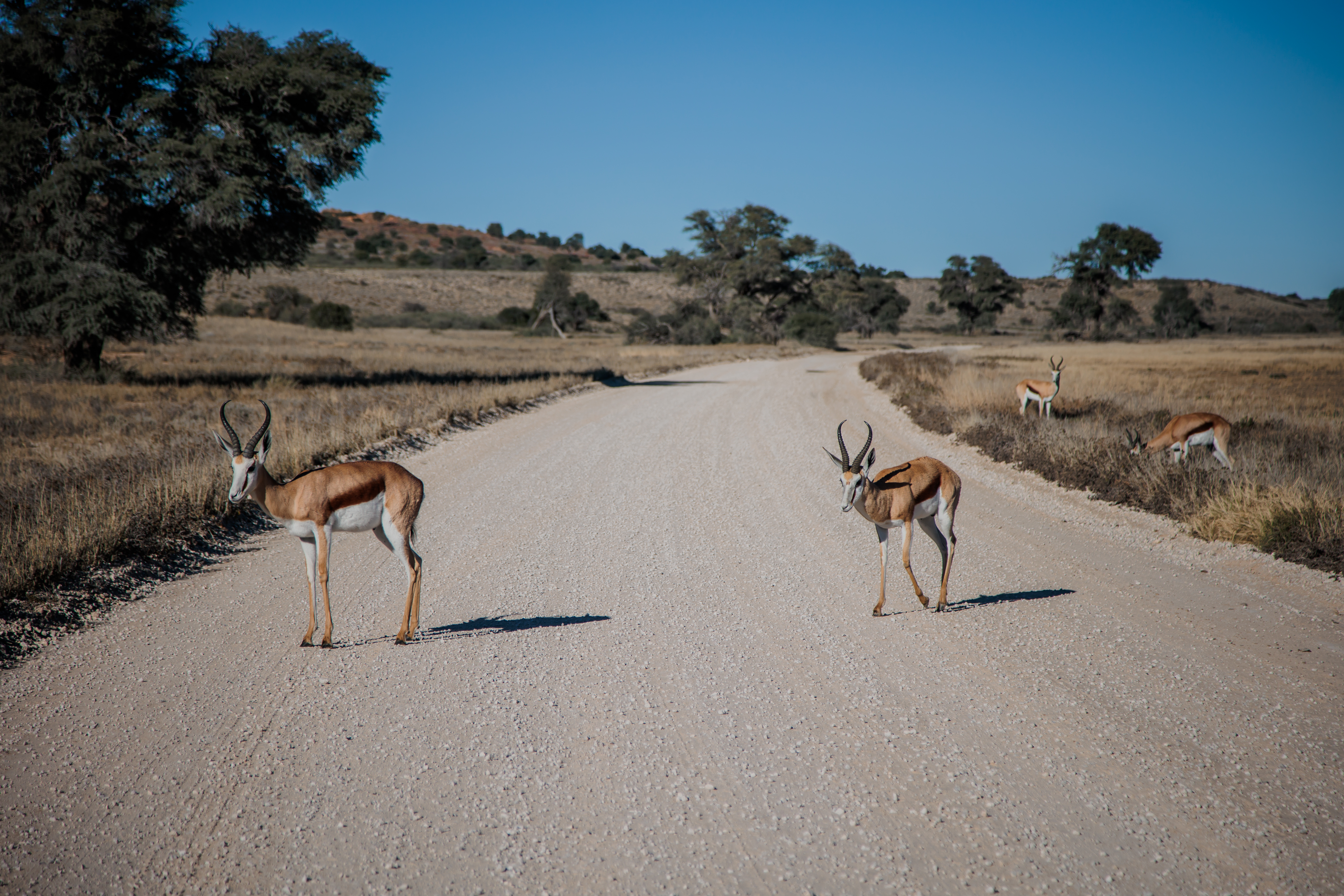 Fine art wildlife photography